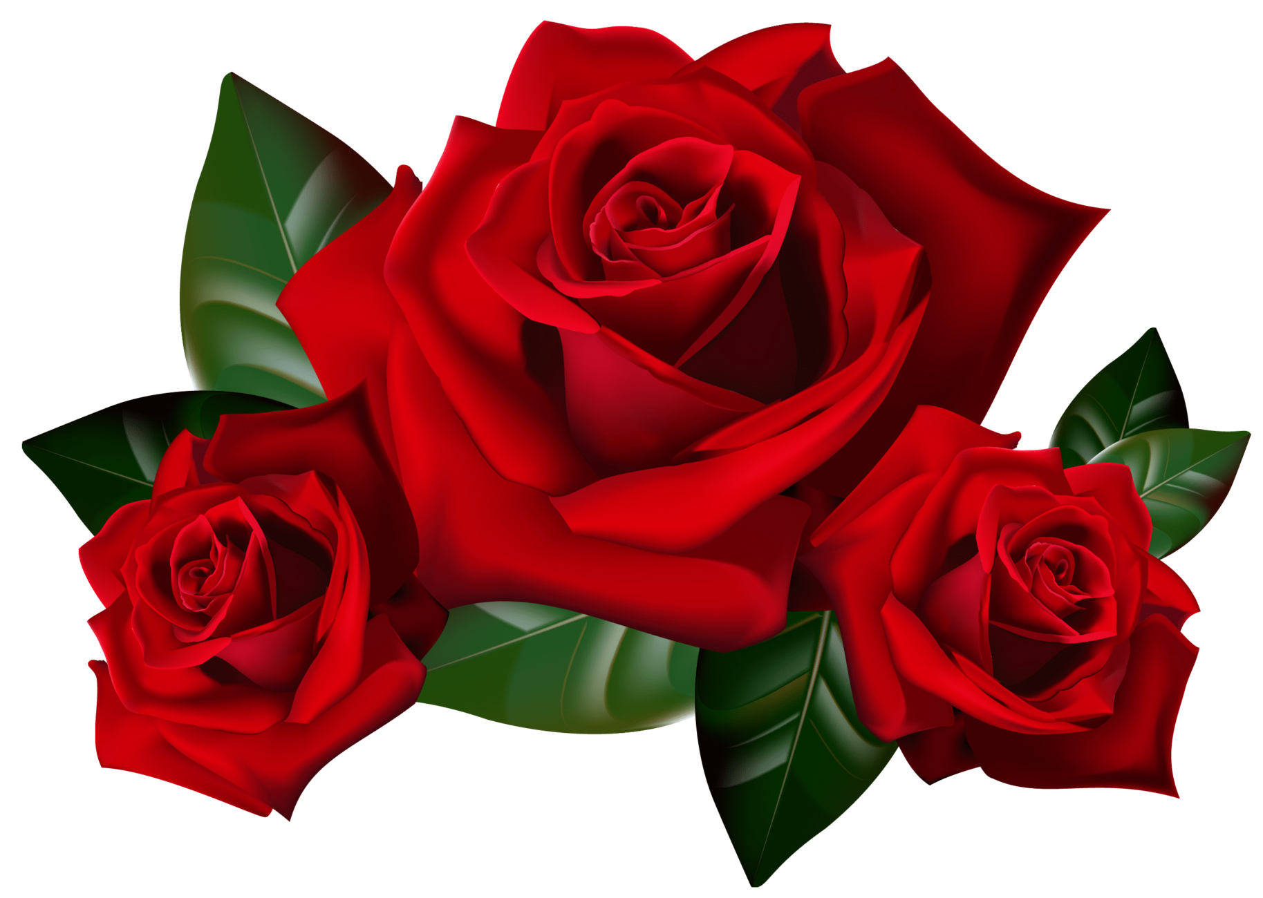 Roses rouges pour saint valentin